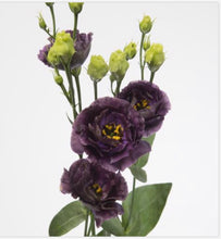 Load image into Gallery viewer, Succos Bright Medium
